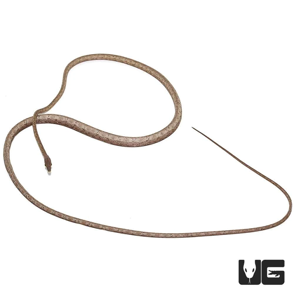 Daudin’s Vine Snake - Image 4