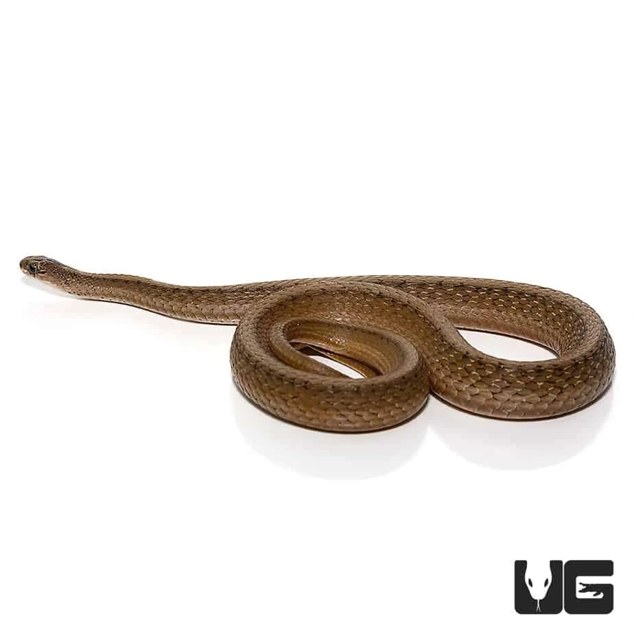 Dekay Snake - Image 3