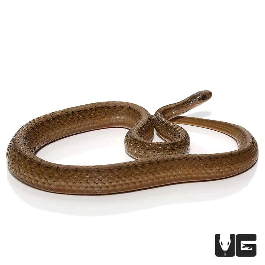 Dekay Snake - Image 4