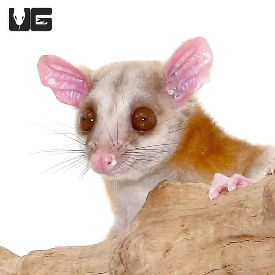 Derby’s Woolly Opossum