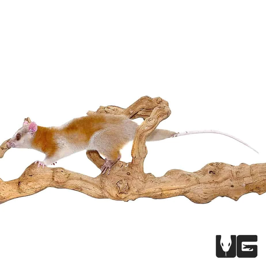 Derby’s Woolly Opossum - Image 3