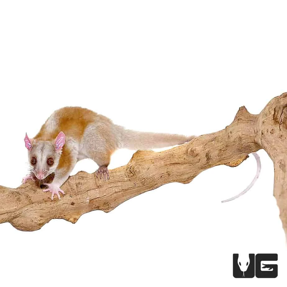 Derby’s Woolly Opossum - Image 4