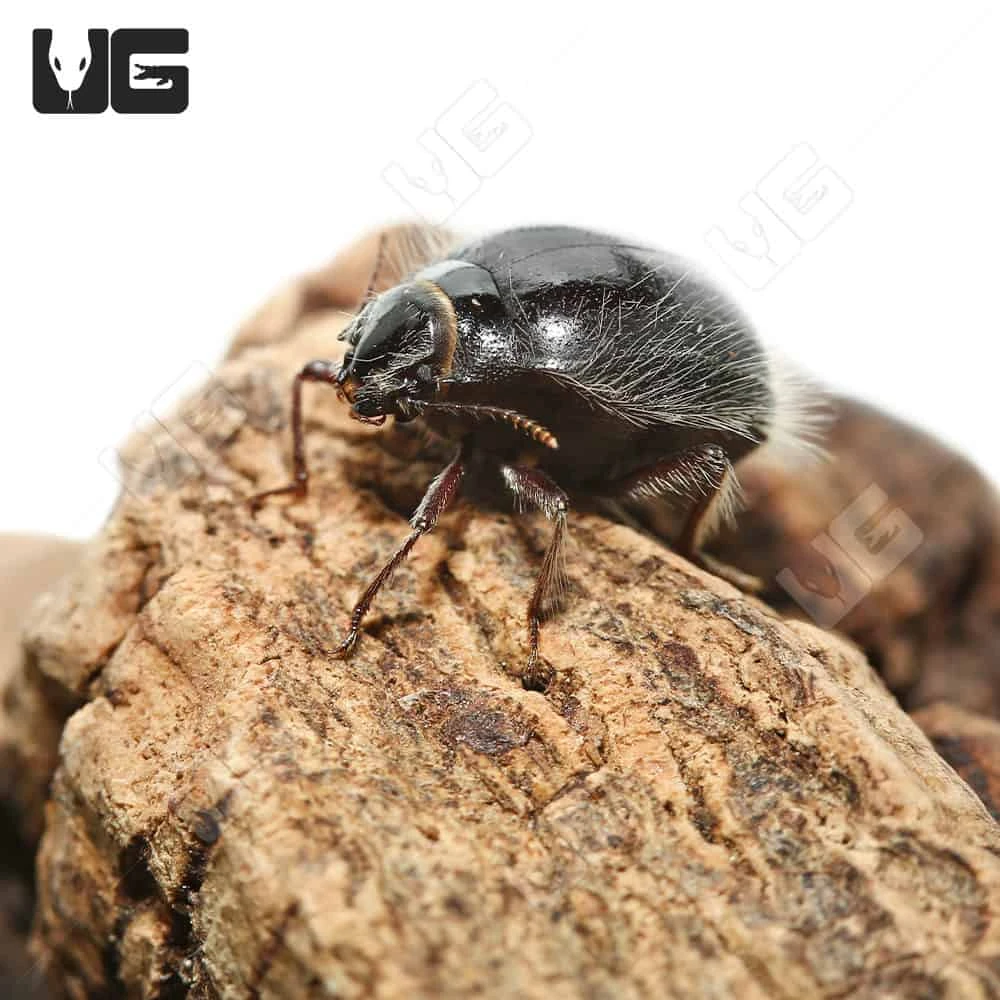 Hairy Desert Beetle - Image 3