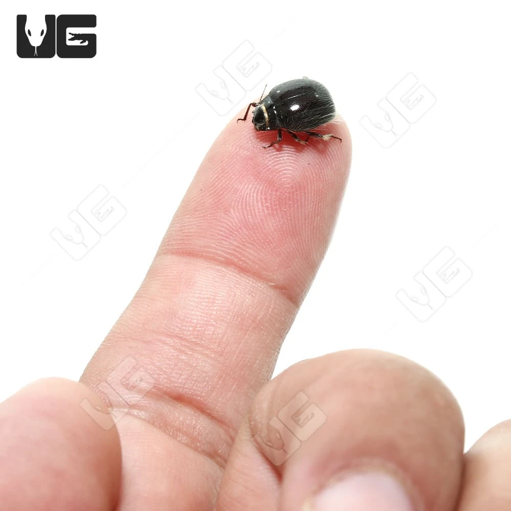 Hairy Desert Beetle - Image 2