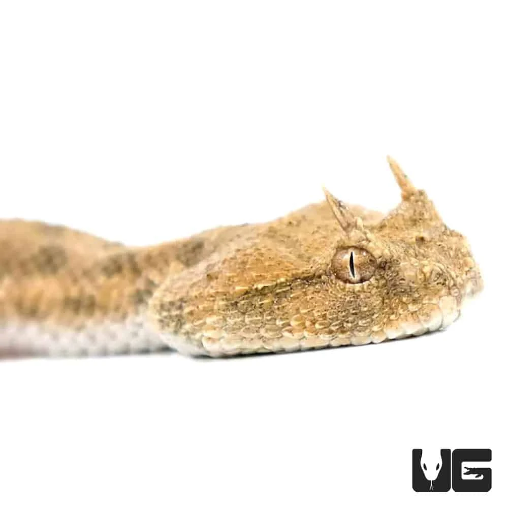 Desert Horned Viper