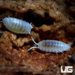 Dwarf White Isopods