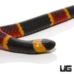 Eastern Coral Snake