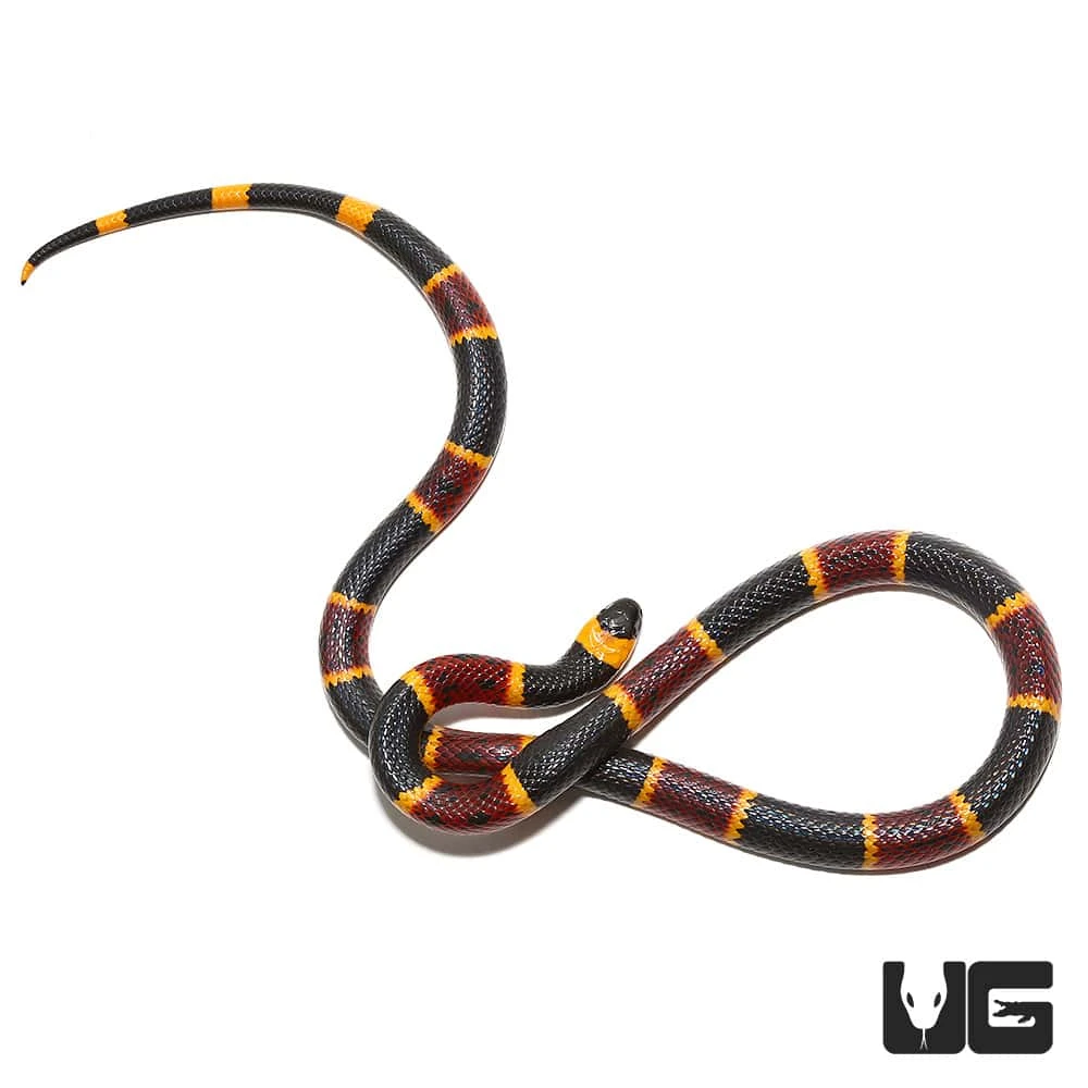 Eastern Coral Snake - Image 2