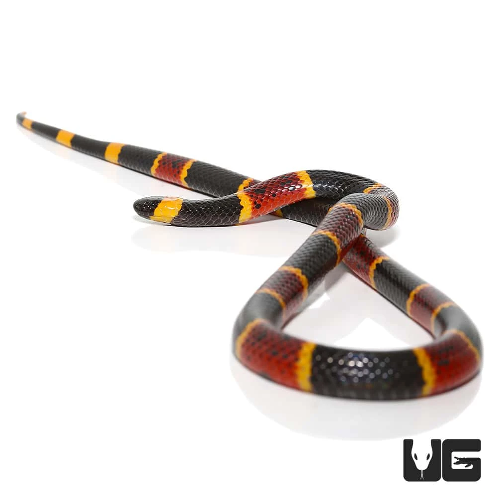 Eastern Coral Snake - Image 3