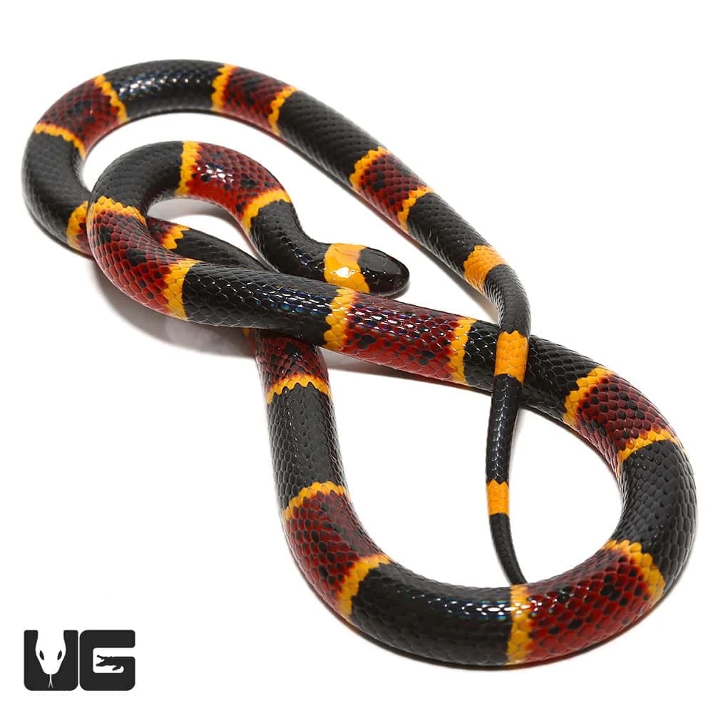 Eastern Coral Snake - Image 4