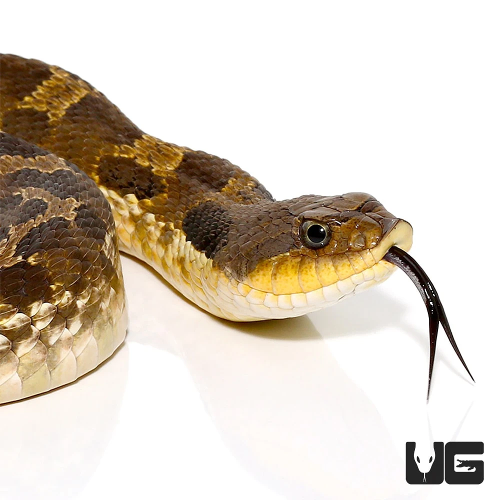 Eastern Hognose Snake