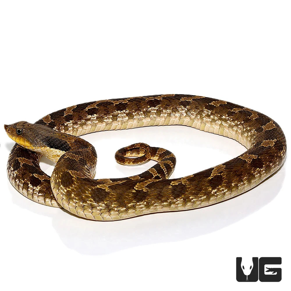 Eastern Hognose Snake - Image 2
