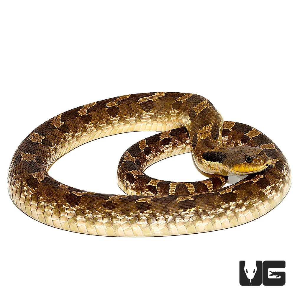 Eastern Hognose Snake - Image 3