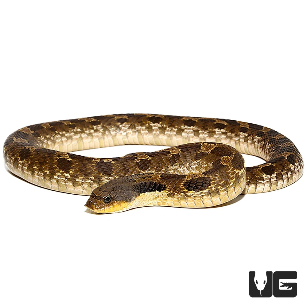 Eastern Hognose Snake - Image 4