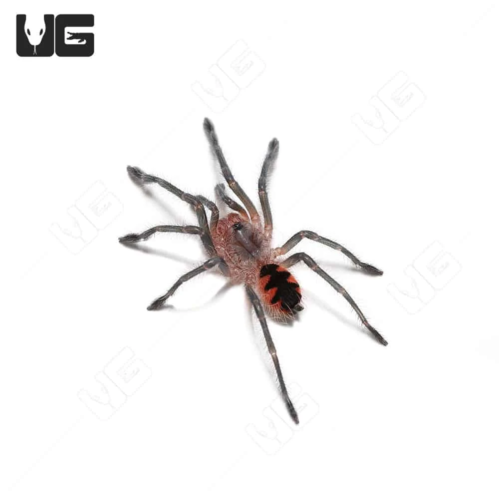 Ecuadorian Golden Flame Tarantula (1”) - Image 4