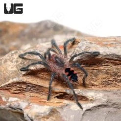 Ecuadorian Golden Flame Tarantula (1”)