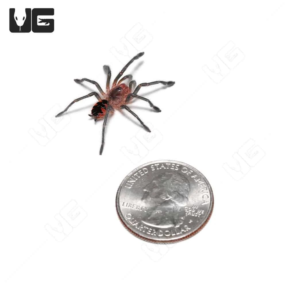 Ecuadorian Golden Flame Tarantula (1”) - Image 3