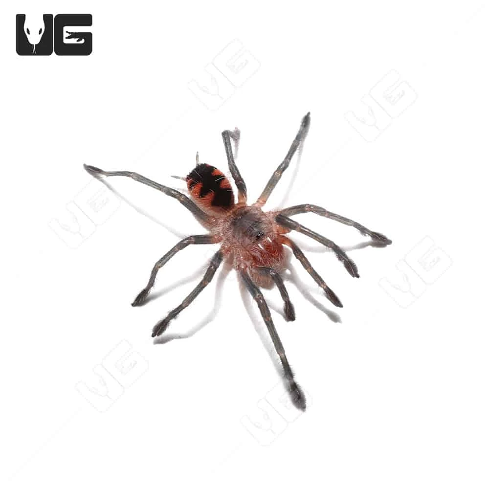 Ecuadorian Golden Flame Tarantula (1”) - Image 2