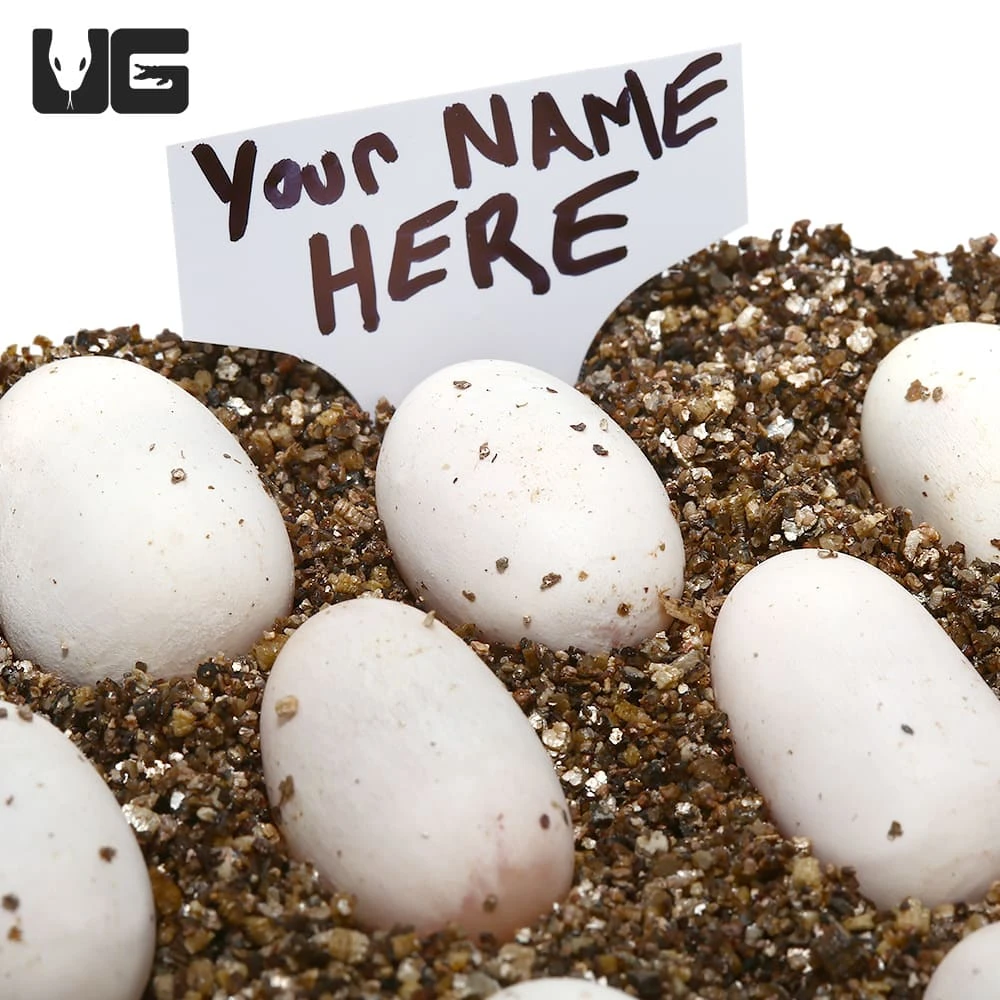 Hatchling Egyptian False Cobra โ Purchase Your Very Own Egg!