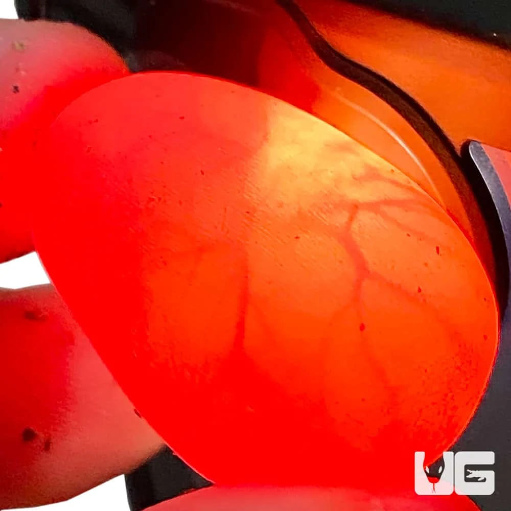 Hatchling Egyptian False Cobra โ Purchase Your Very Own Egg! - Image 3