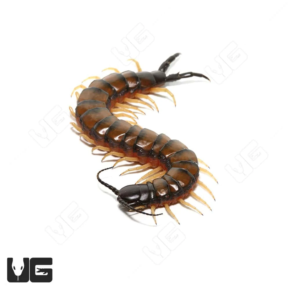 Egyptian Banded Black Head Centipede - Image 3