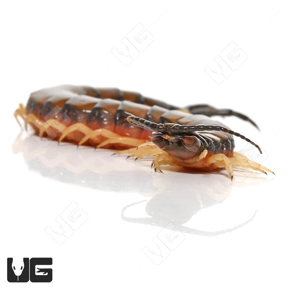 Egyptian Banded Black Head Centipede - Image 2