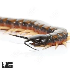 Egyptian Banded Black Head Centipede