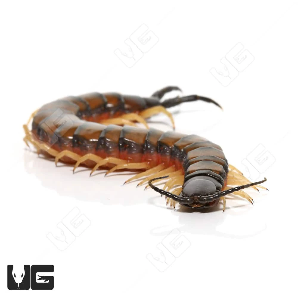 Egyptian Banded Black Head Centipede - Image 4