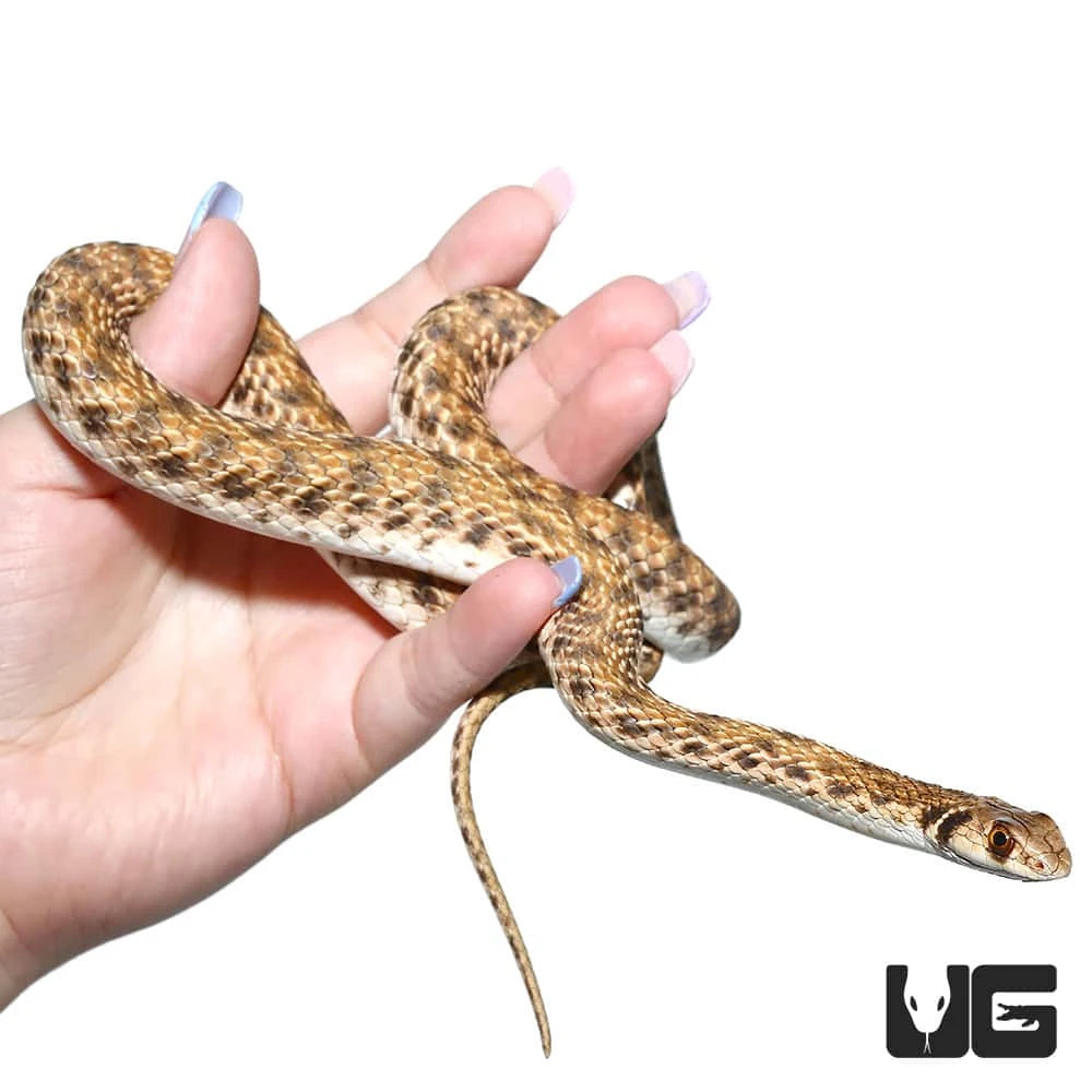 Hatchling Egyptian False Cobra โ Purchase Your Very Own Egg! - Image 4