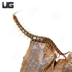 Egyptian Rainbow Centipede