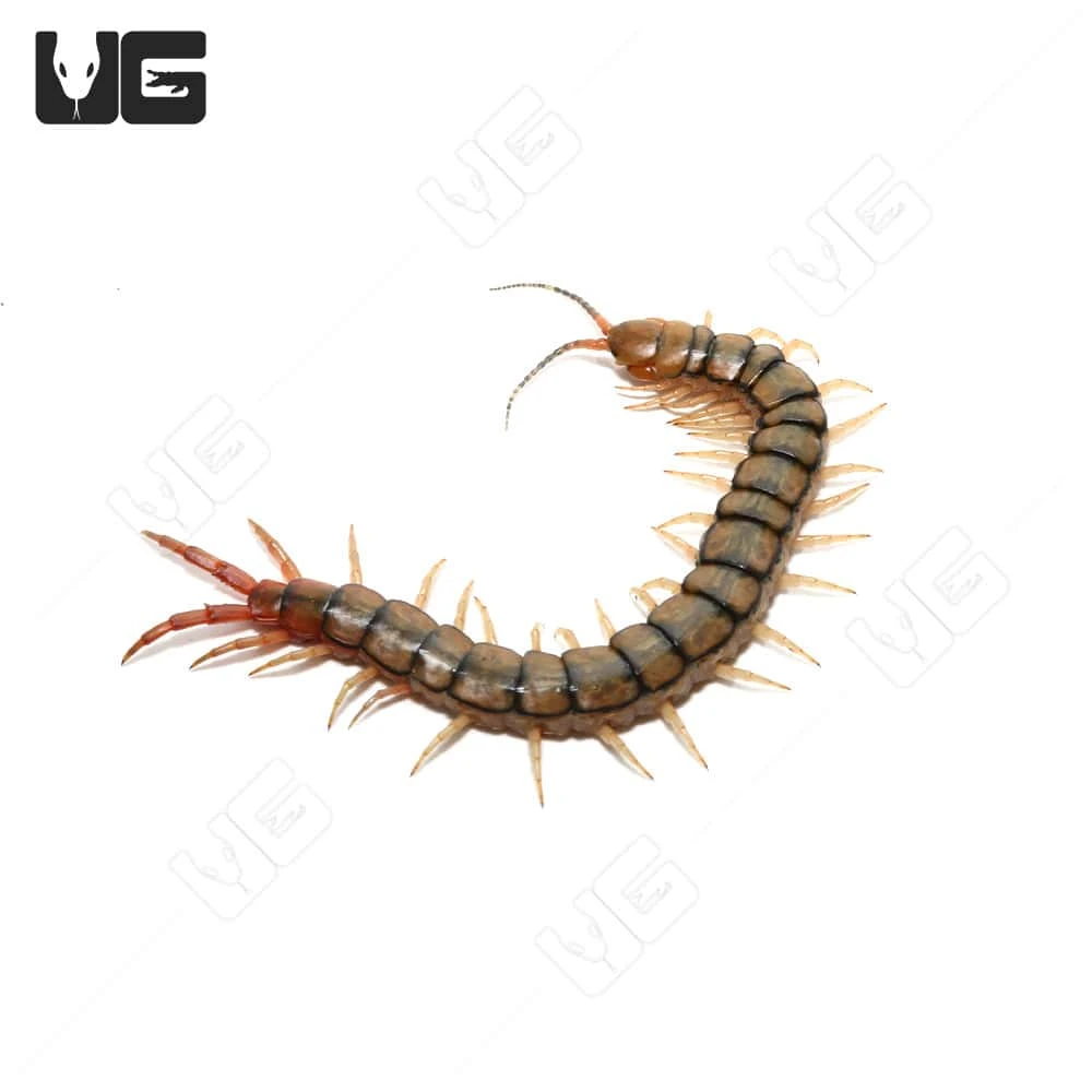 Egyptian Rainbow Centipede - Image 3