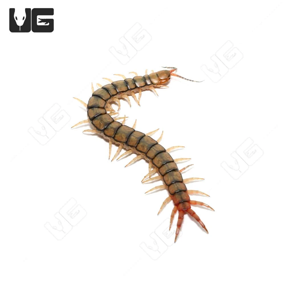 Egyptian Rainbow Centipede - Image 2