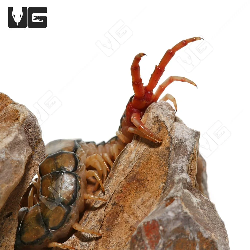 Egyptian Rainbow Centipede - Image 4