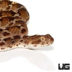 Egyptian Saw Scale Viper
