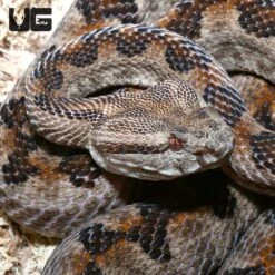 Elegant Pit Viper Pair