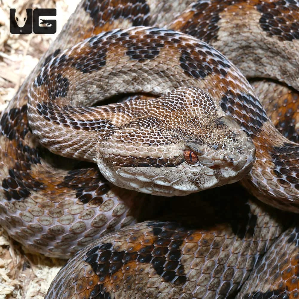 Elegant Pit Viper Pair