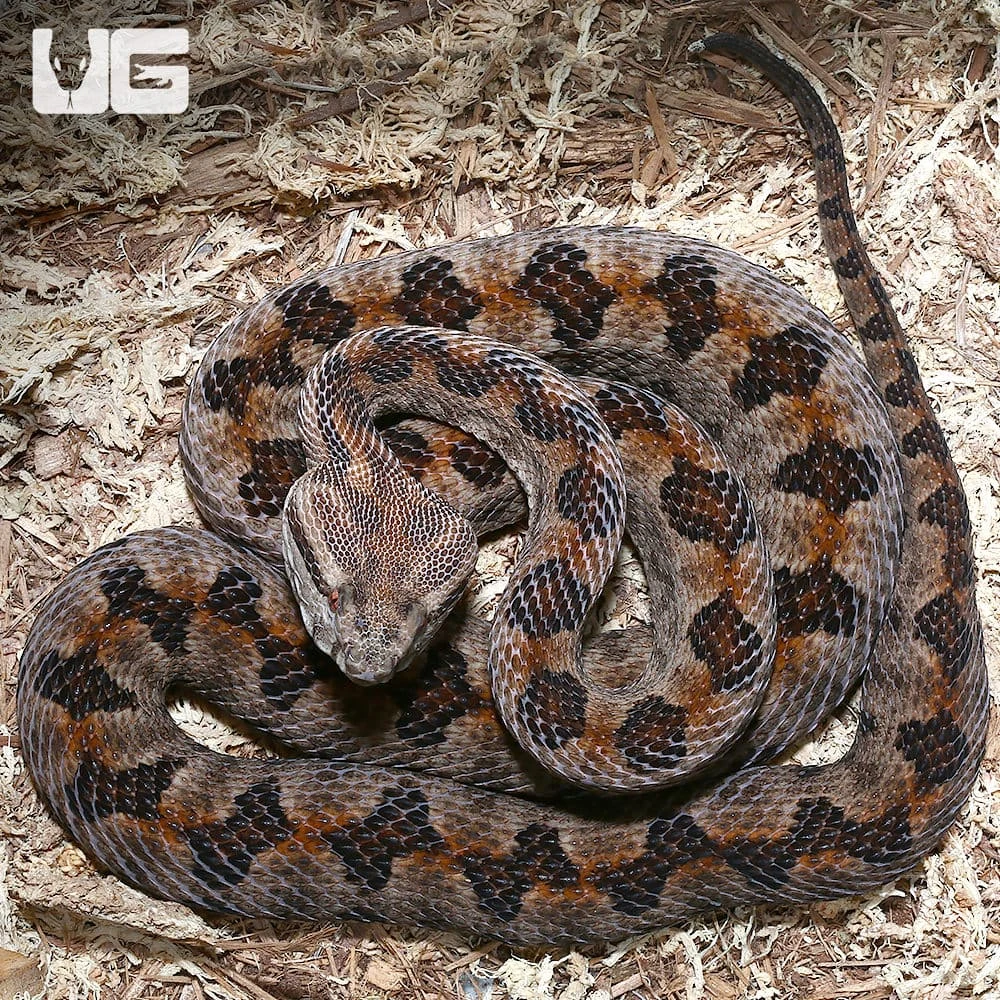 Elegant Pit Viper Pair - Image 2