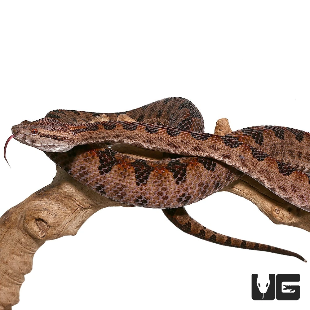 Elegant Pit Viper Pair - Image 3