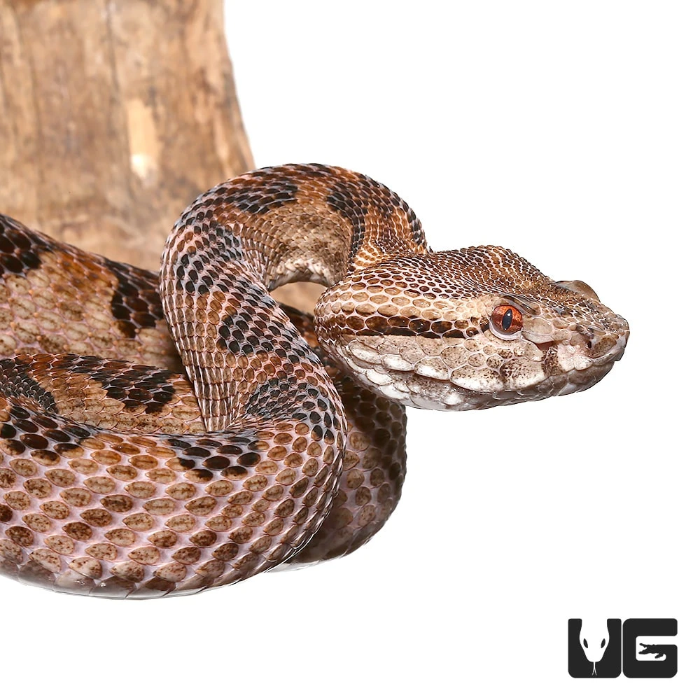 Elegant Pit Viper Pair - Image 4
