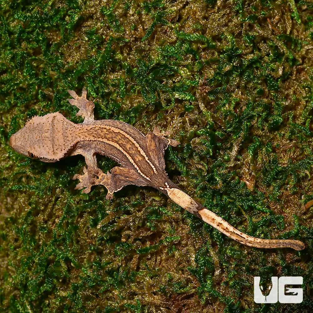 Baby Empty Back Partial Pinstripe Harlequin Crested Gecko - Image 2