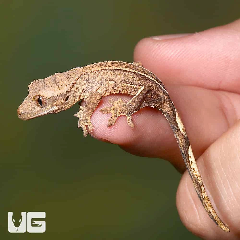 Baby Empty Back Partial Pinstripe Harlequin Crested Gecko - Image 4