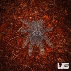 Baby Featherleg Baboon Tarantula (.5 – 1”)