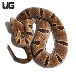 Female Durango Mountain Rattlesnake