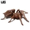 Female Nicaraguan Fossorial Tarantula (2 – 3”)