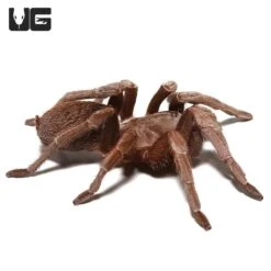 Female Nicaraguan Fossorial Tarantula (2 – 3”)