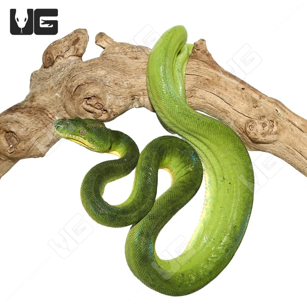 Female Patternless Emerald Tree Boa - Image 4