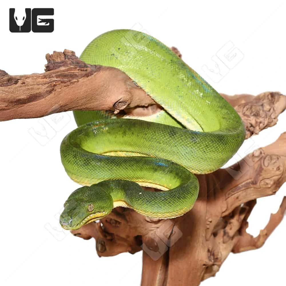 Female Patternless Emerald Tree Boa - Image 2