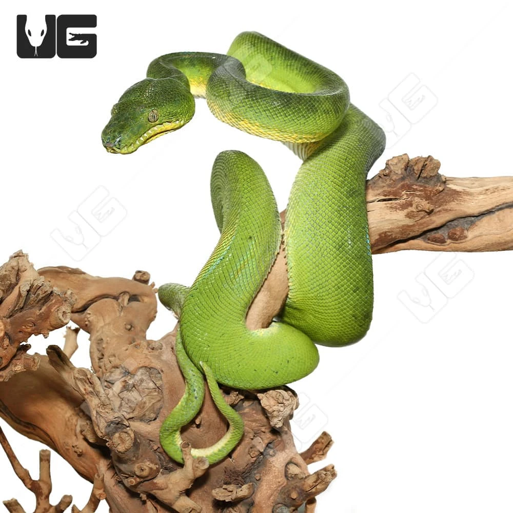 Female Patternless Emerald Tree Boa