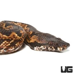 Adult Female San Isabel Ground Boa #1