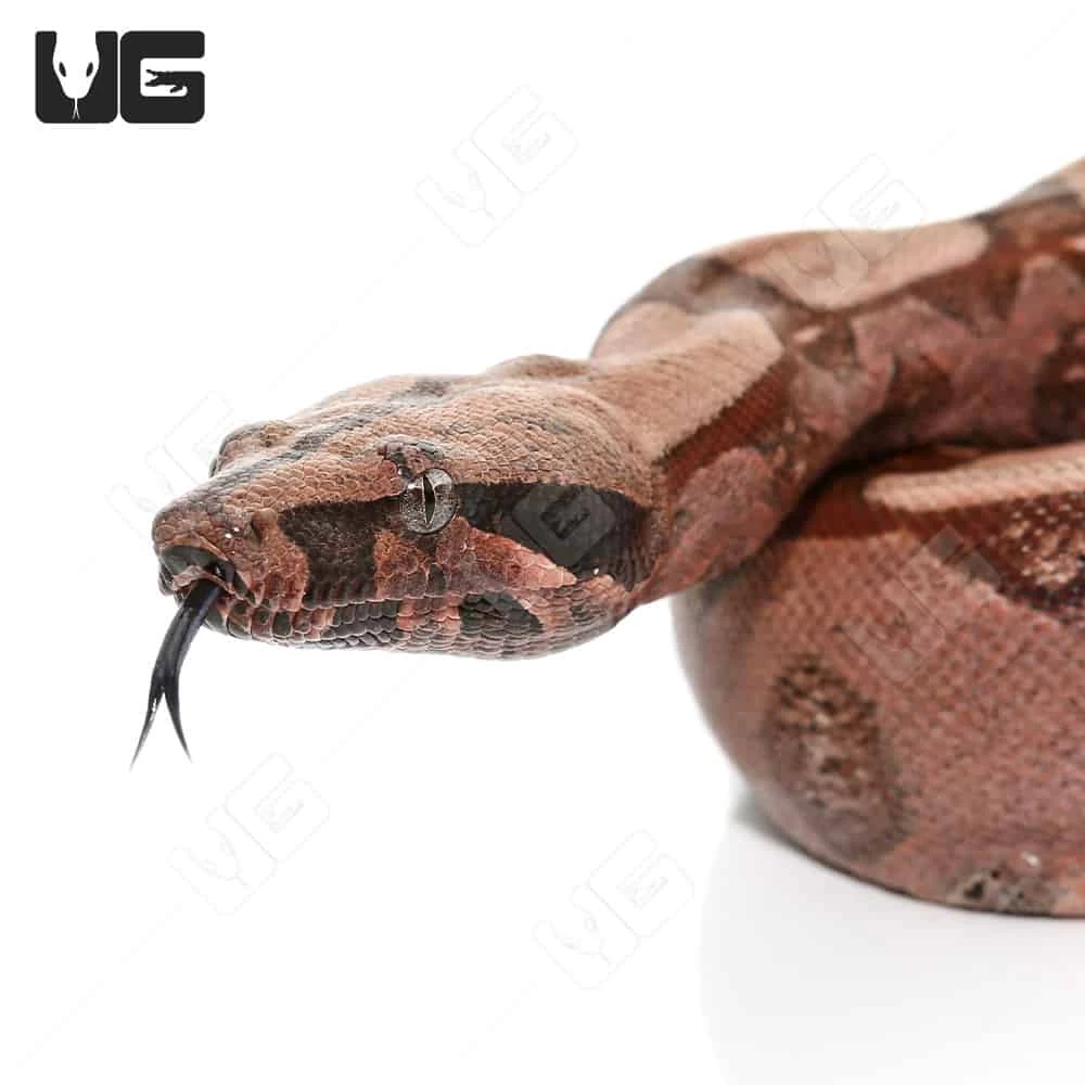 Yearling Female High Pink Guyana Redtail Boa